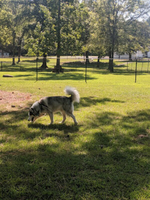 Black Creek Dog Park