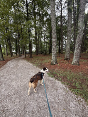 Bark Park
