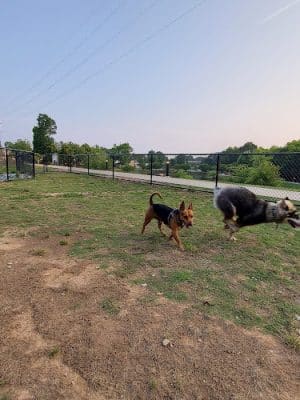 Midland Dog Park - Gainesville, GA