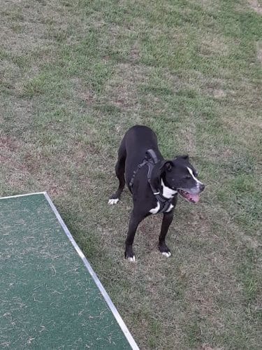 Midland Dog Park