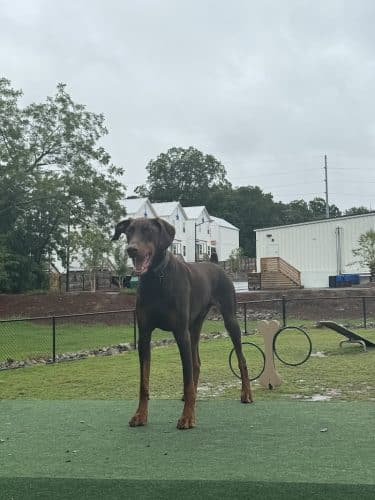 Midland Dog Park