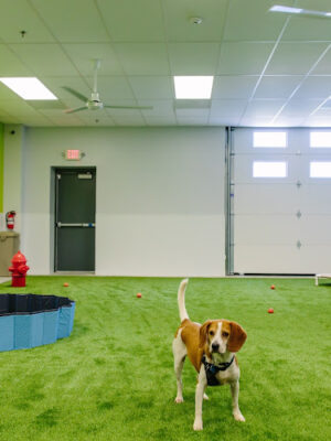 Dogtopia of Gainesville