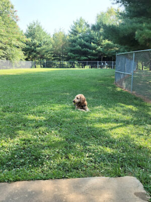Dog Exercise Area at Green Park