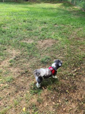 Galena Dog Park