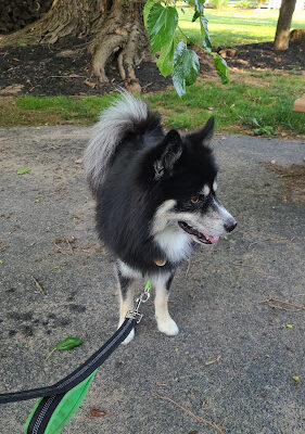 Neighborhood dog park/trail