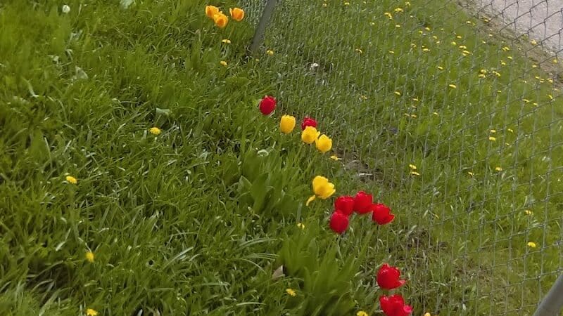 Galesburg Community Park - Galesburg,