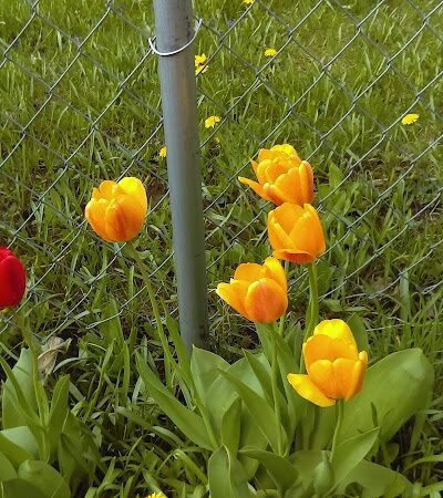 Galesburg Community Park - Galesburg,