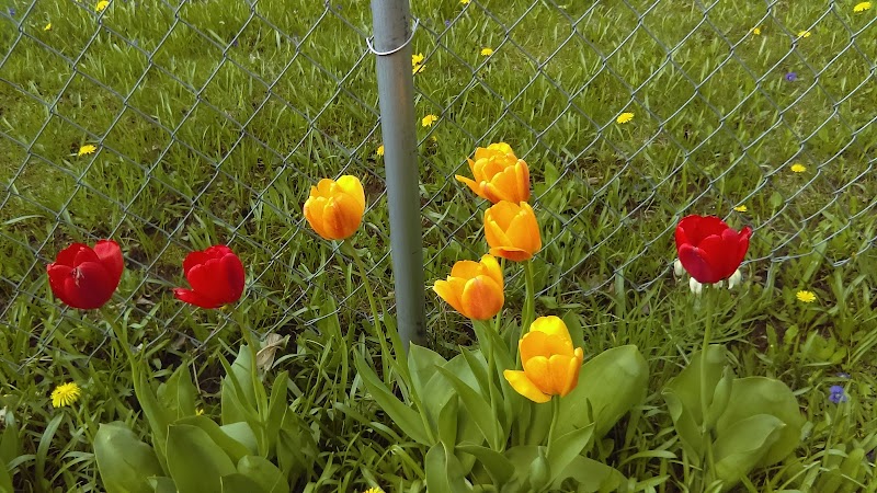 Galesburg Community Park - Galesburg,