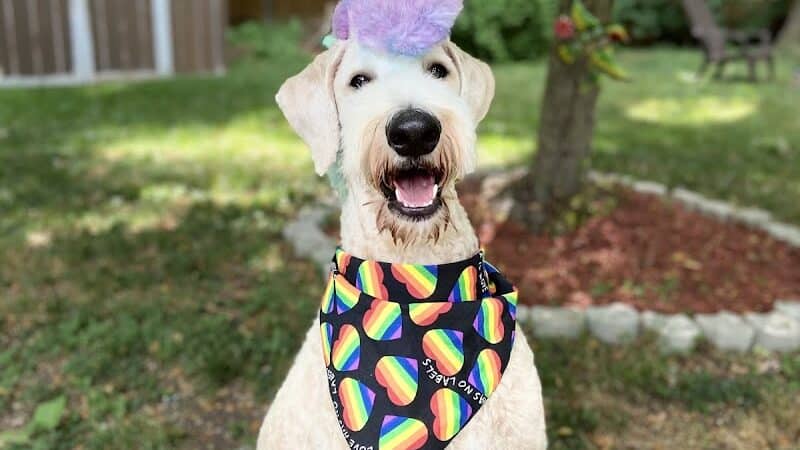 Galesburg Pet Grooming - Galesburg,