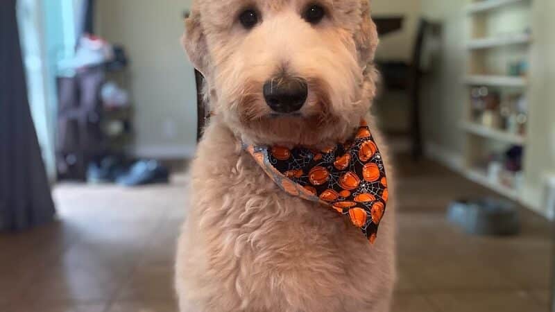 Galesburg Pet Grooming - Galesburg,
