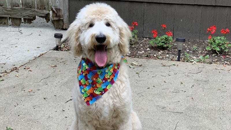 Galesburg Pet Grooming - Galesburg,