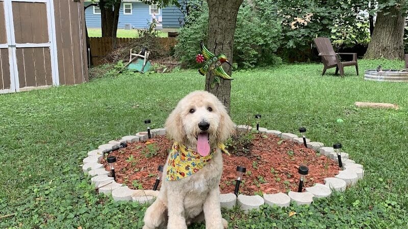 Galesburg Pet Grooming - Galesburg,
