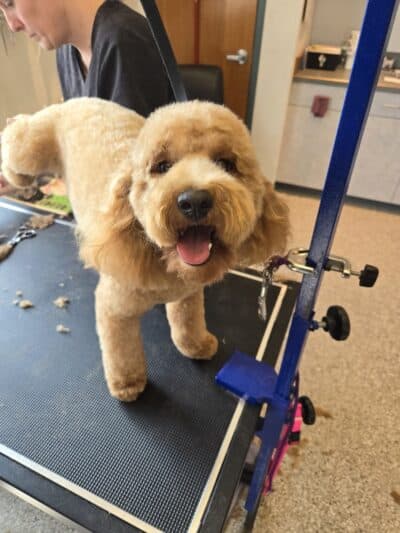 Get Fluffed pet grooming - Galesburg,