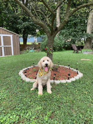 Galesburg Pet Grooming