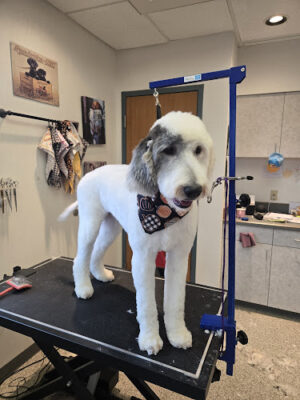 Get Fluffed pet grooming