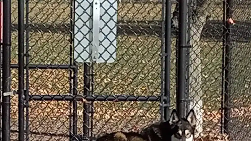 Project Dog Park - Connie Nott Canine Area - Galesburg,