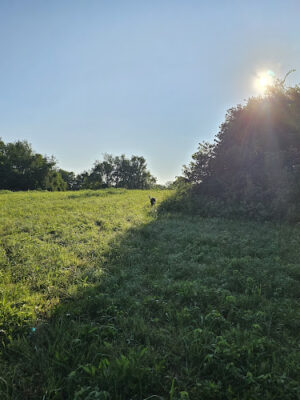Triple Creek Dog Park