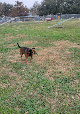 Lindale Dog Park