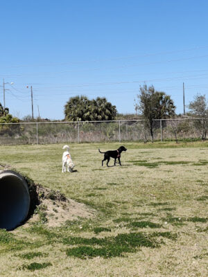 West End Dog Recreation Area