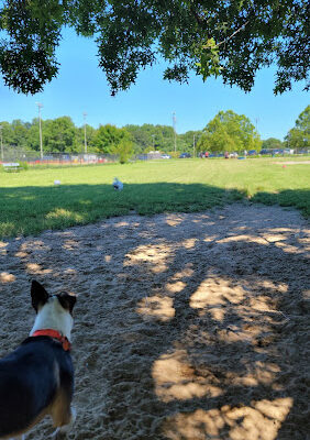 Bell Branch Dog Park