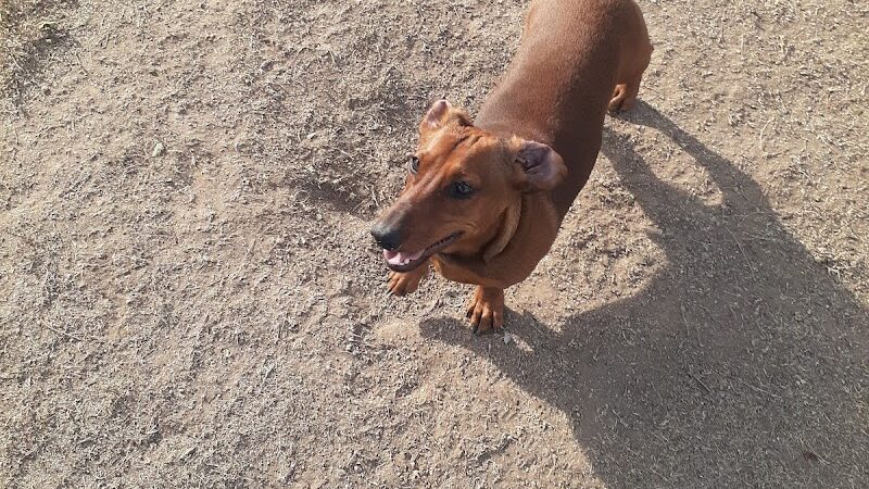 Garden City Dog Park - Garden City,
