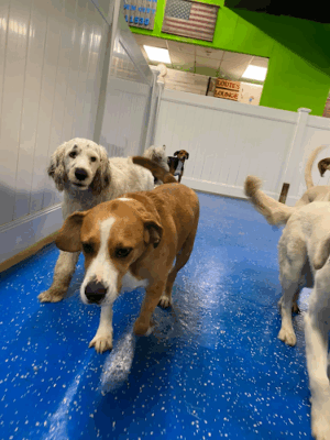 Hounds Town Garden City