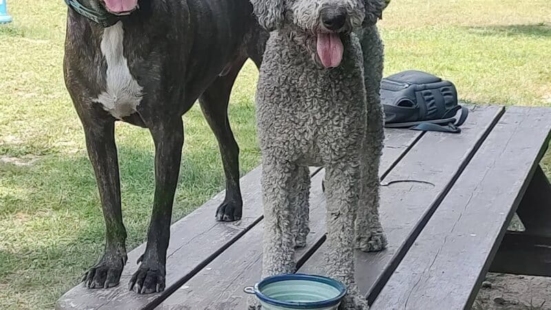 Gardiner Dog Park - Gardiner, ME