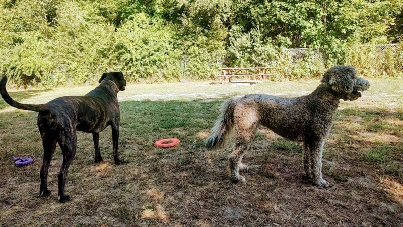 Gardiner Dog Park - Gardiner, ME
