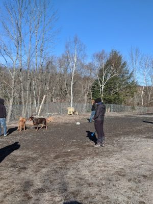 Gardiner Dog Park