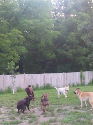 Gardiner Dog Park - Gardiner, NY