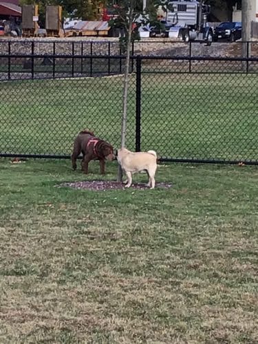 Pulaski Playground & Dog Park