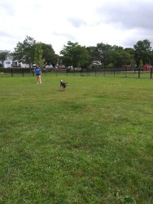 Pulaski Playground & Dog Park - Gardner, MA