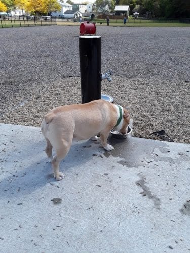 Pulaski Playground & Dog Park