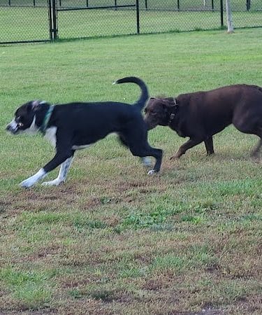 Pulaski Playground & Dog Park