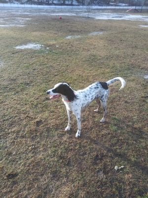 Pulaski Playground & Dog Park - Gardner, MA