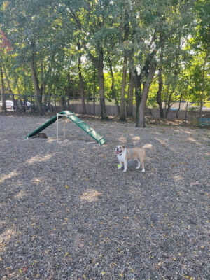 Garfield Dog Park