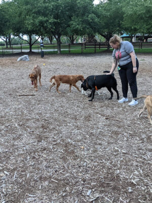 Lake Benson Dog Park