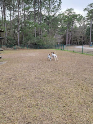 Shepard Park Bark Park