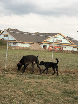 Otsego County Dog Park