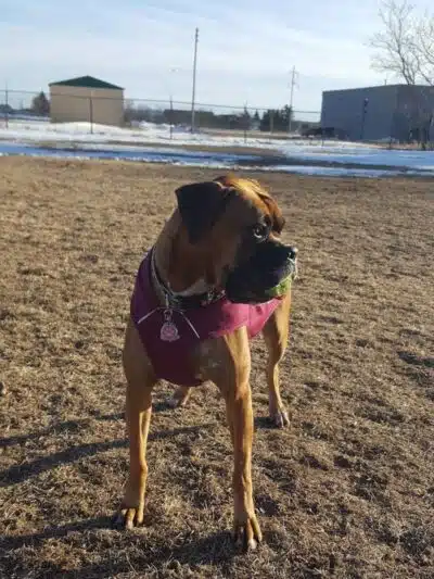 Otsego County Dog Park - Gaylord, MI