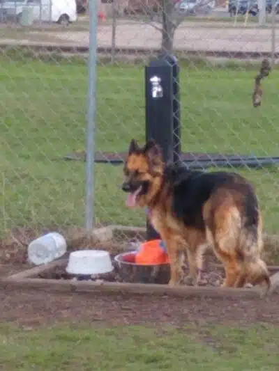Otsego County Dog Park - Gaylord, MI