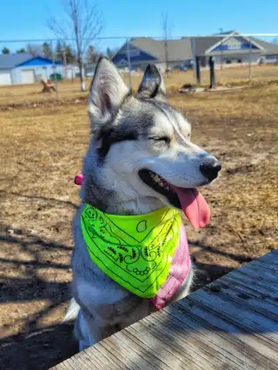 Otsego County Dog Park - Gaylord, MI