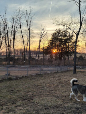 Dog Park