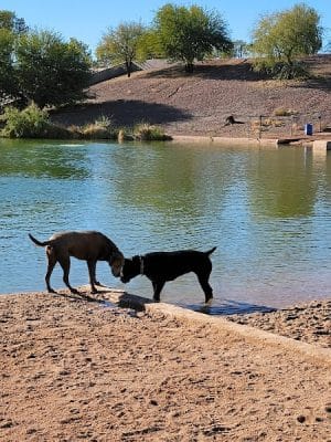 Cosmo Dog Park