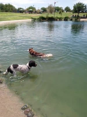 Cosmo Dog Park