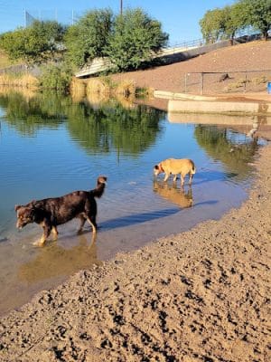 Cosmo Dog Park
