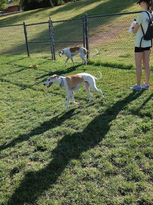 Cosmo Dog Park