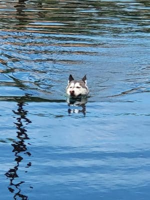 Cosmo Dog Park