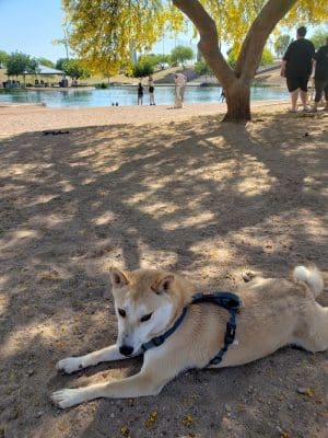 Cosmo Dog Park