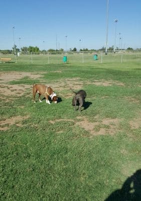 Dog Park at Crossroads